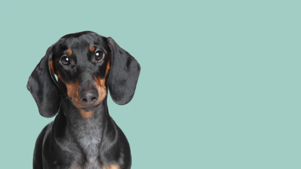 Dachshund_Overview_Blog_543e29f8-7021-4bb0-8197-f6331fd3f66c